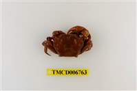 藏品(絨毛近方蟹)的圖片